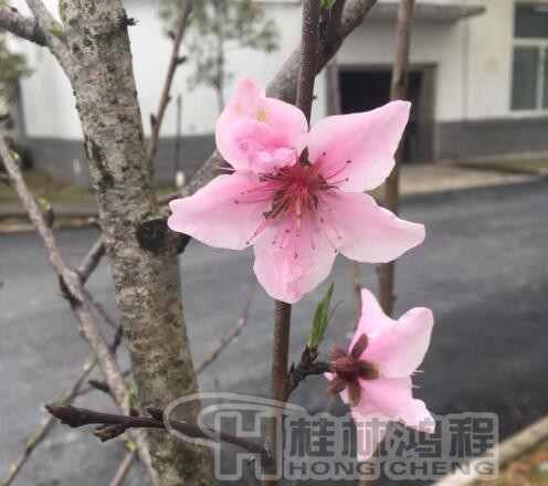 桂林鴻程磨粉機(jī)廠 桃花朵朵